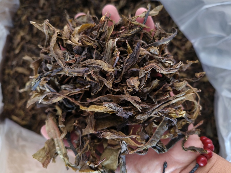 普洱生普茶古树黄金叶生茶香甜回甘生津好喝