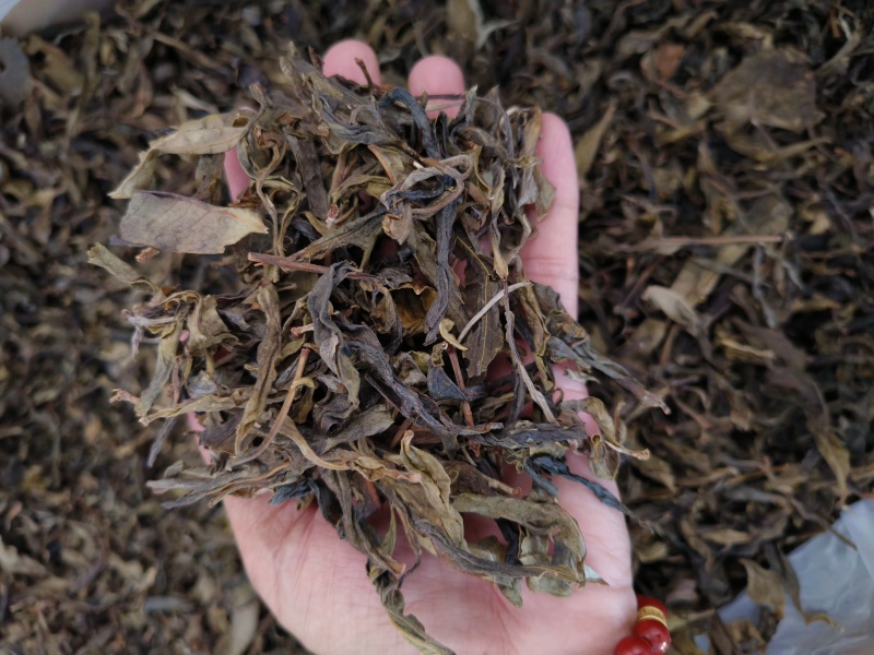 普洱生普茶古树黄金叶生茶香甜回甘生津好喝