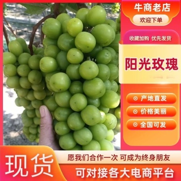 阳光玫瑰电商货,多多美团,一手资源,全国发货