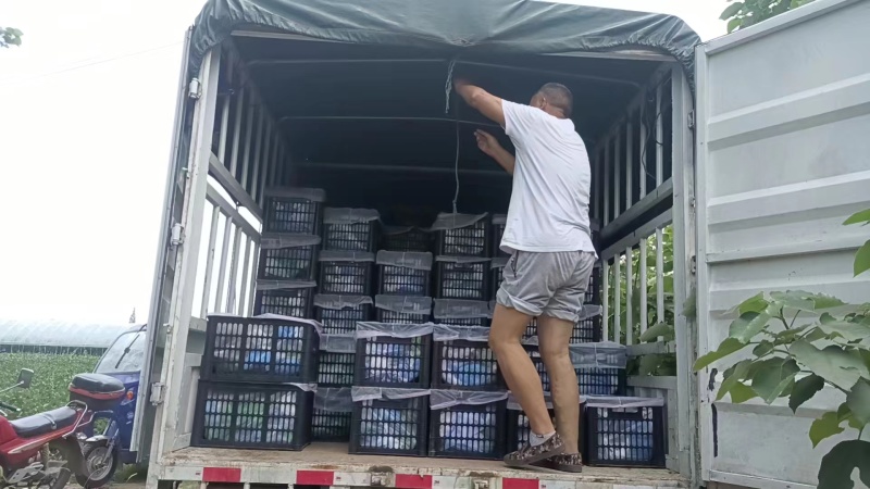 阳光玫瑰电商货大量有货，欢迎咨询，量大从优