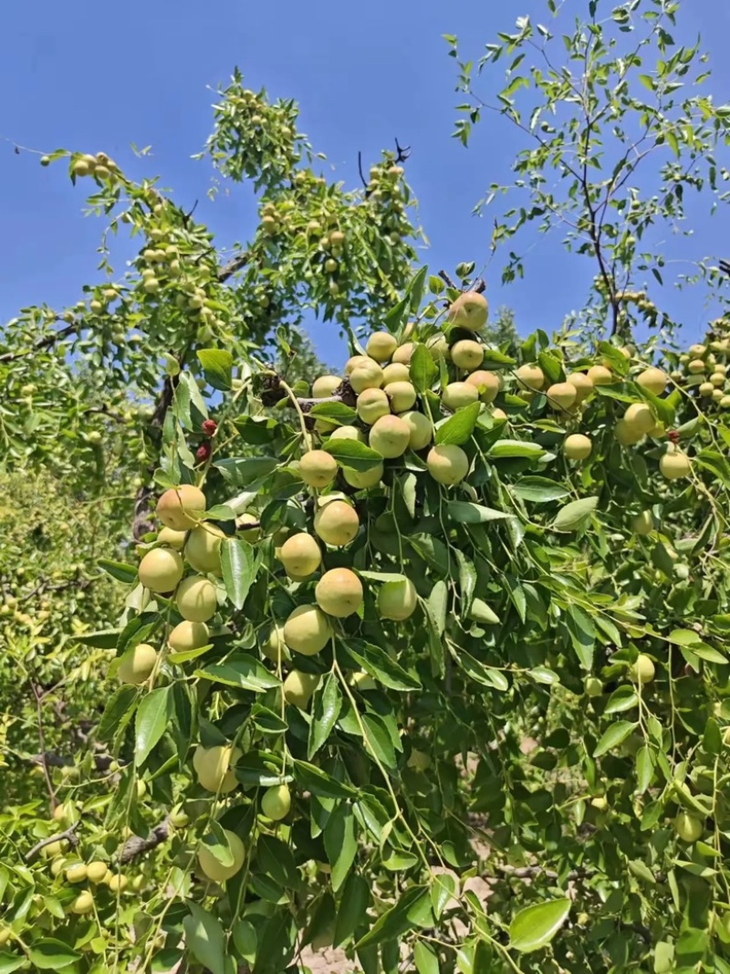 沾化冬枣大荔冬枣早脆枣电商代发全国供应价格好谈