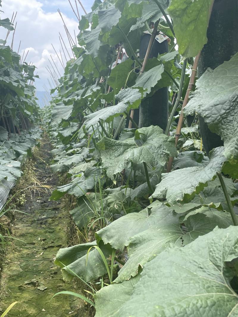 黑皮冬瓜吊冬瓜产地直发对接批发市场商超欢迎来电详谈