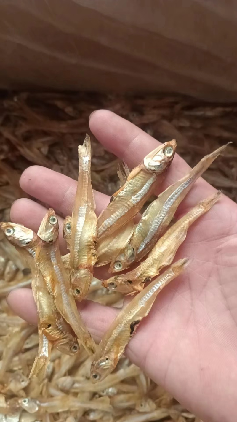 小公鱼长期有货