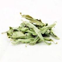 马鞭草柠檬马鞭草