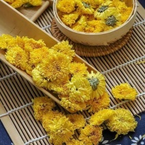 黄贡菊