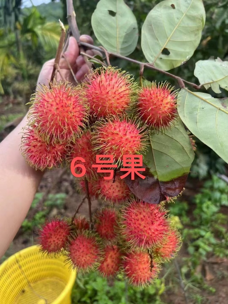 海南保亭红毛丹产地代办供应全国批发市场社区团购