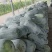 白皮水桶冬瓜白皮冬瓜大量上市产地专业白瓜代办认准博嘉