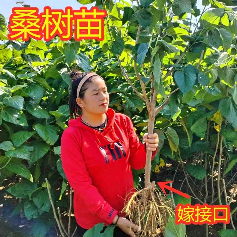 桑树苗大叶桑蚕桑树苗批发价包运费包成活死苗补发