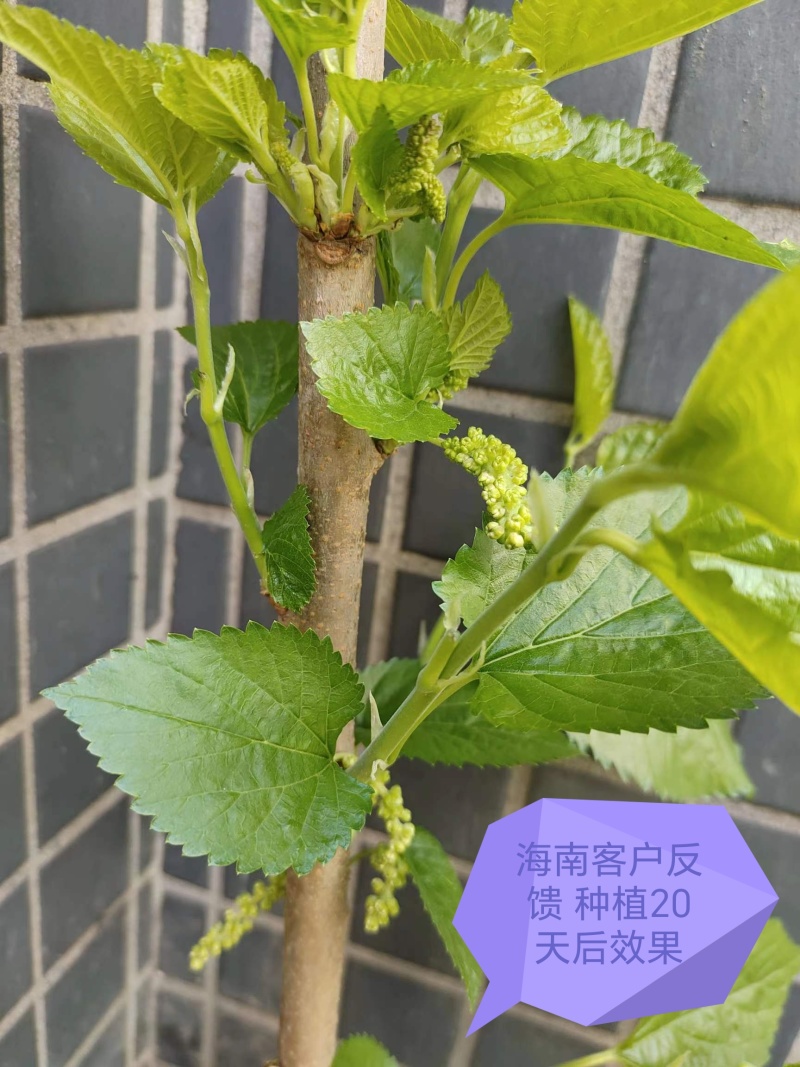 桑树苗大叶桑蚕桑树苗批发价包运费包成活死苗补发