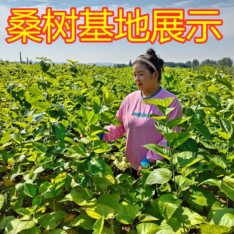 桑树苗大叶桑蚕桑树苗批发价包运费包成活死苗补发