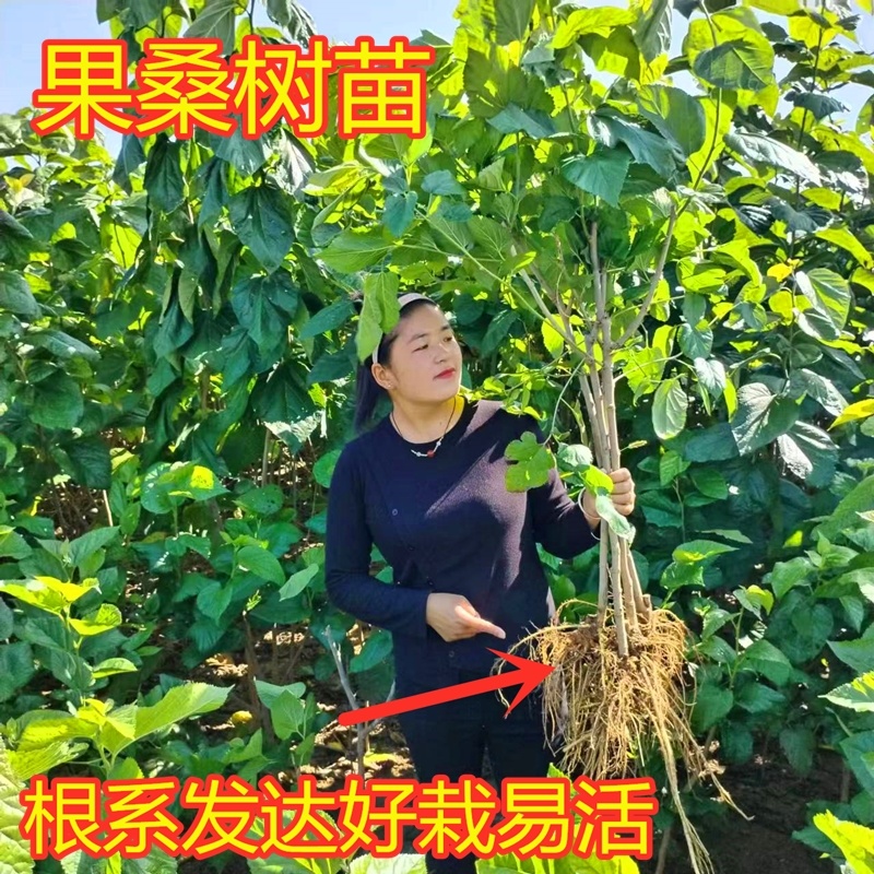 桑树苗大叶桑蚕桑树苗批发价包运费包成活死苗补发
