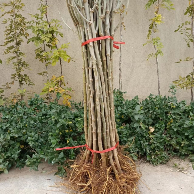 桑树苗大叶桑蚕桑树苗批发价包运费包成活死苗补发