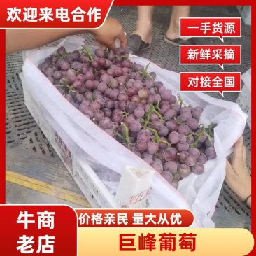 河北葡萄邢台巨峰葡萄提供纸箱泡沫箱无纺布，现已大量上市