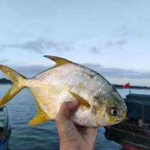 金鲳鱼新鲜深海鱼去内脏去鳃真空装订制多规格合作