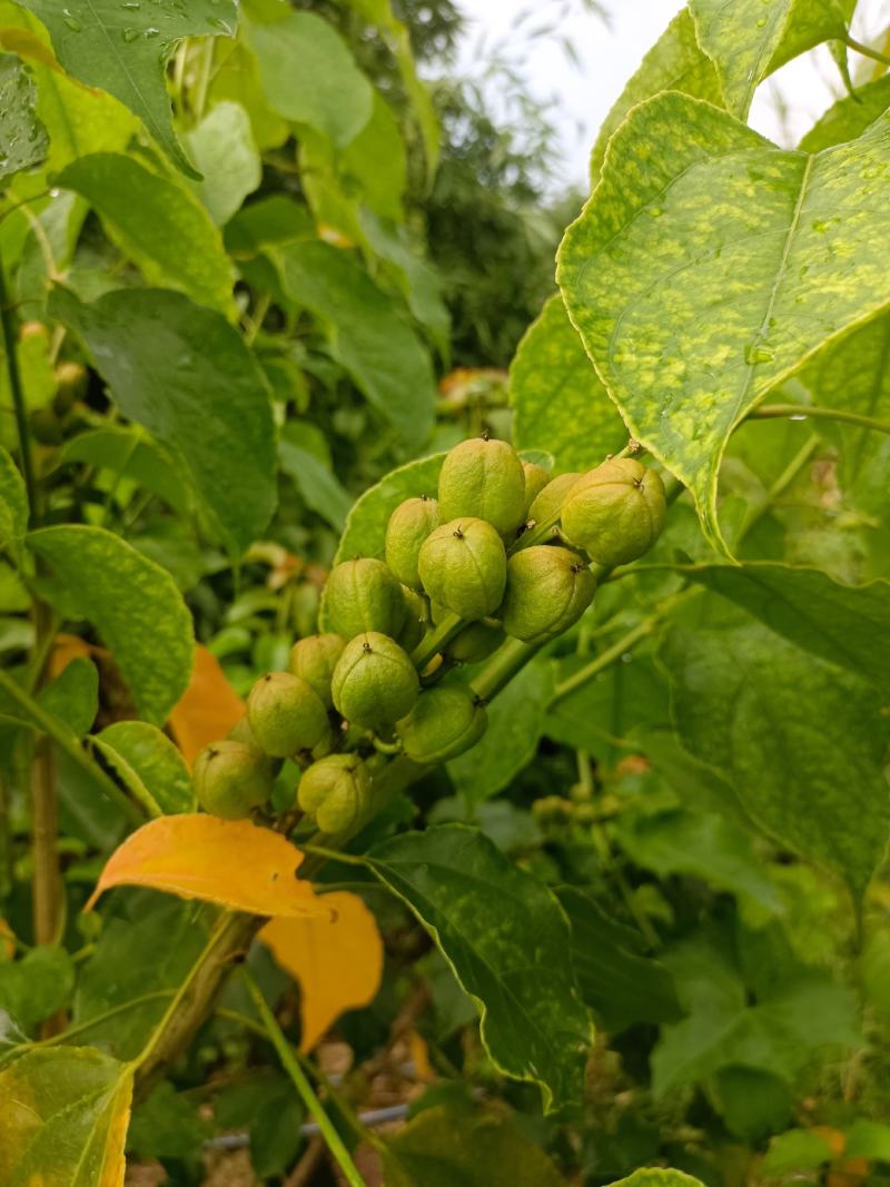 四川宜宾高县出售良种巴豆苗子【异名】巴菽，江子，老阳子，