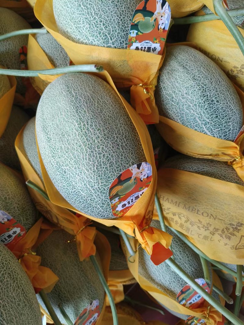 精品网纹哈密瓜大量供货一手货源口感脆甜品质好