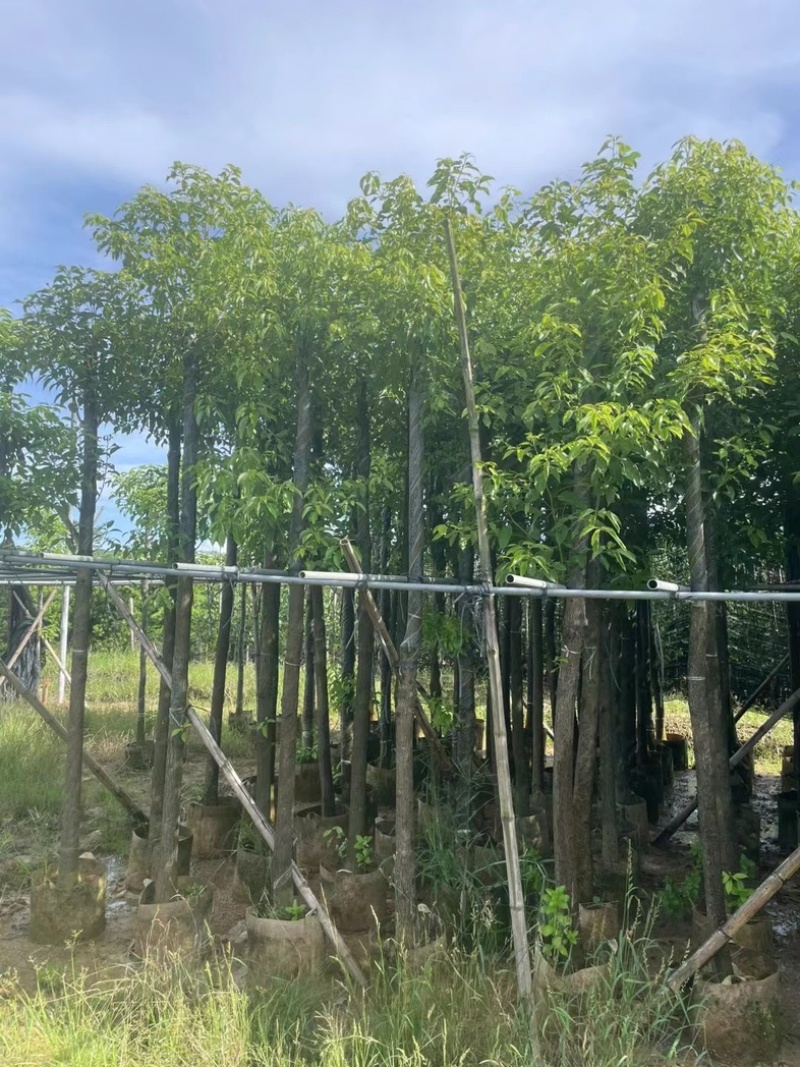 光杆香樟5～15公分产地直发规格齐全质量保证
