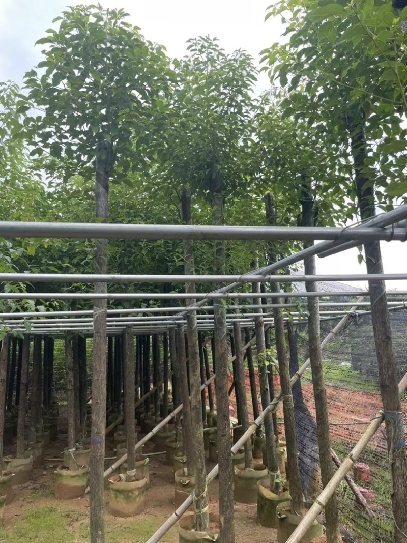 光杆香樟5～15公分产地直发规格齐全质量保证