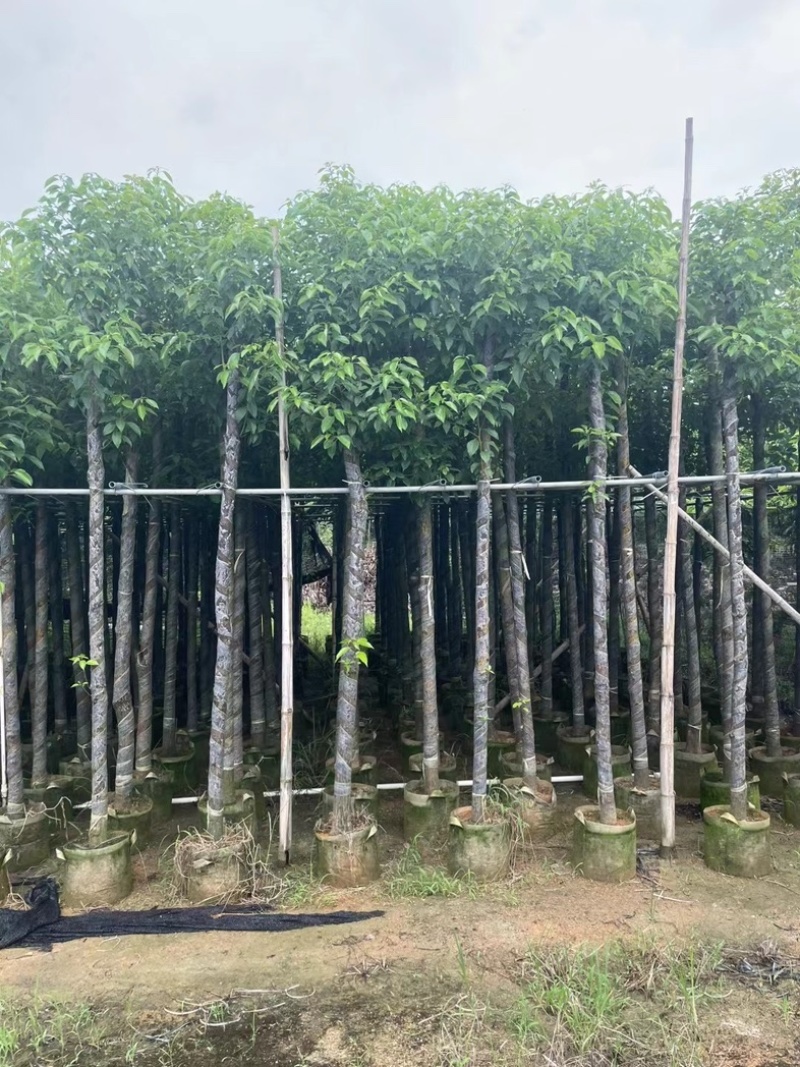 光杆香樟5～15公分产地直发规格齐全质量保证