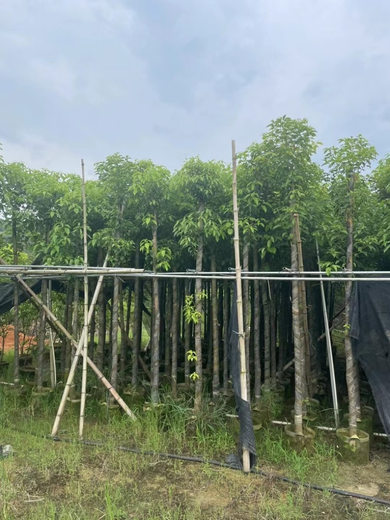 光杆香樟5～15公分产地直发规格齐全质量保证