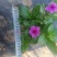 长春花小杯中杯产地直发质量保证欢迎老板来电洽谈合作