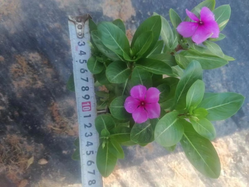 长春花小杯中杯产地直发质量保证欢迎老板来电洽谈合作