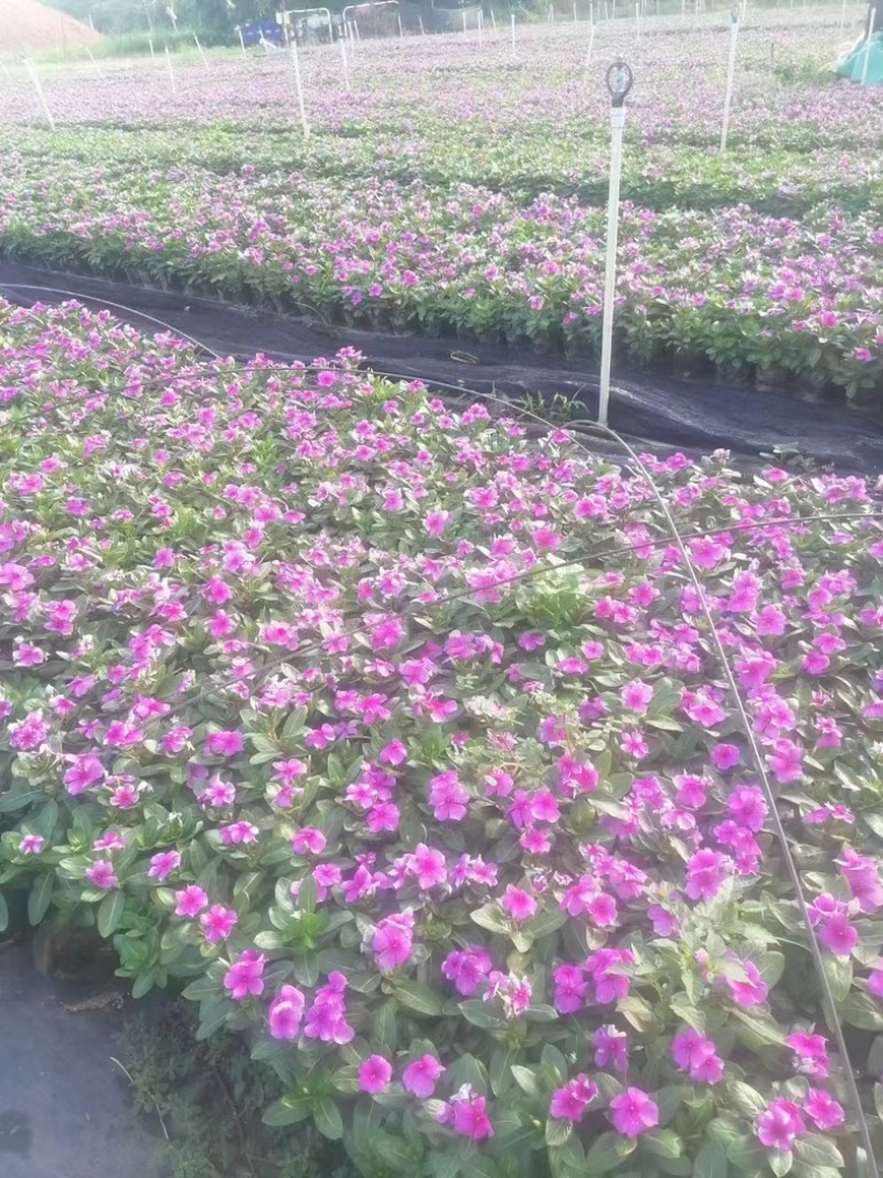 长春花小杯中杯产地直发质量保证欢迎老板来电洽谈合作