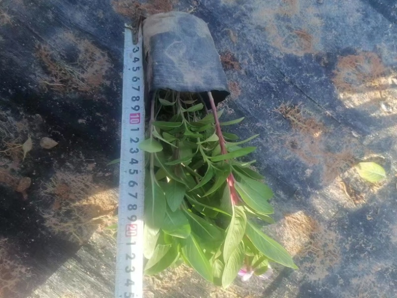 长春花小杯中杯产地直发质量保证欢迎老板来电洽谈合作