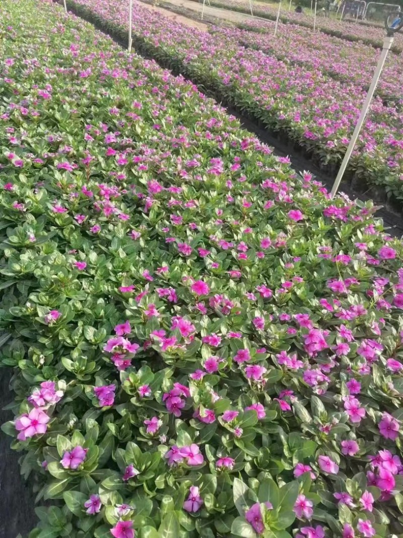 长春花小杯中杯产地直发质量保证欢迎老板来电洽谈合作