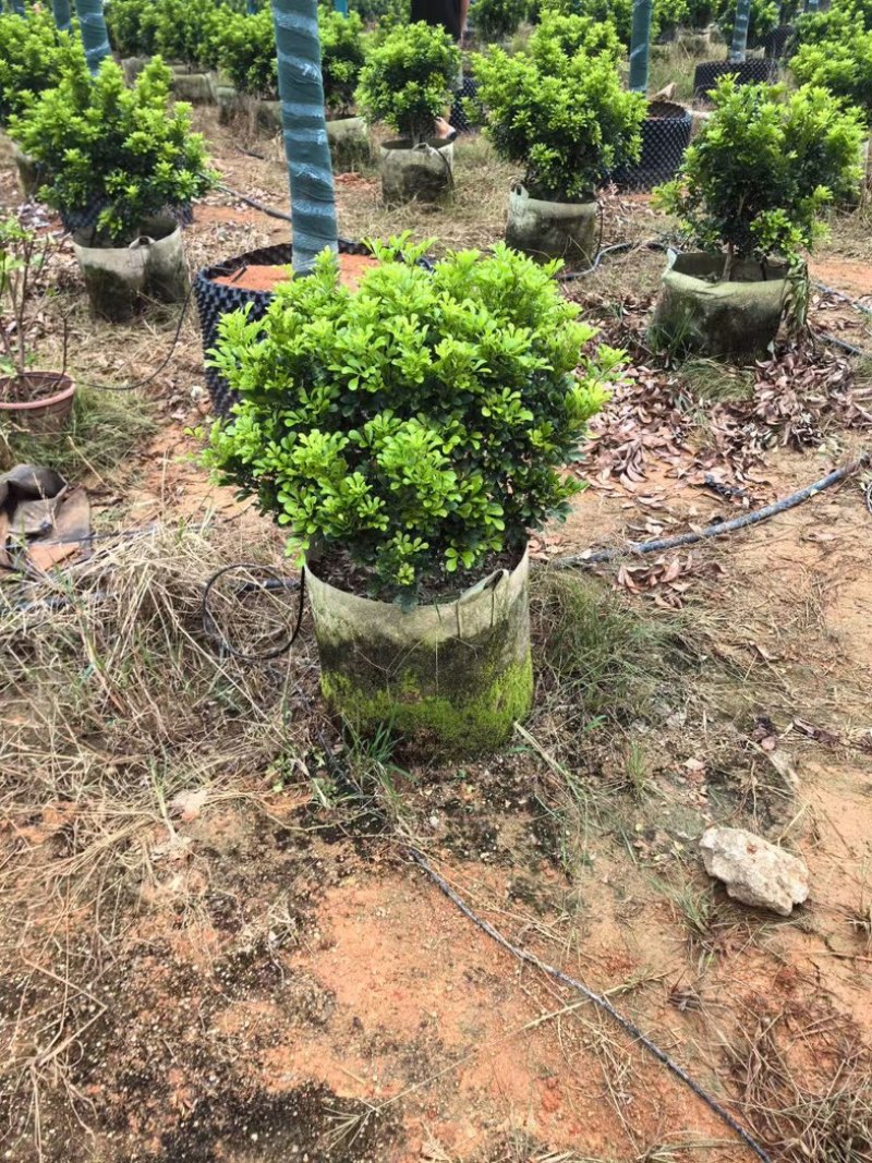 米兰花球产地直发规格齐全质量保证欢迎老板来电咨询