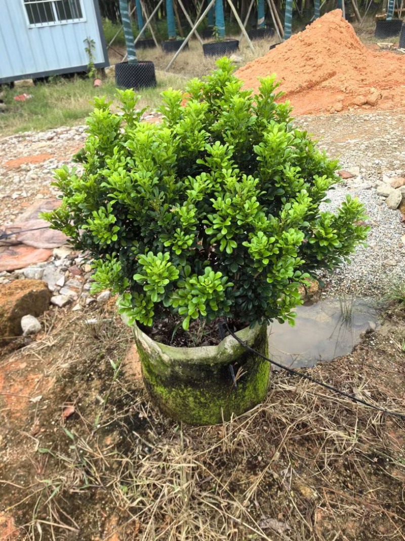 米兰花球产地直发规格齐全质量保证欢迎老板来电咨询