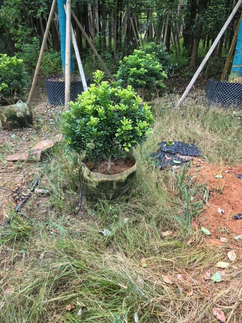米兰花球产地直发规格齐全质量保证欢迎老板来电咨询