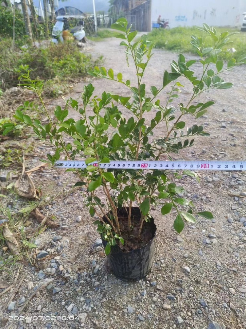 九里香小杯中杯产地直发质量保证欢迎老板来电咨询合作