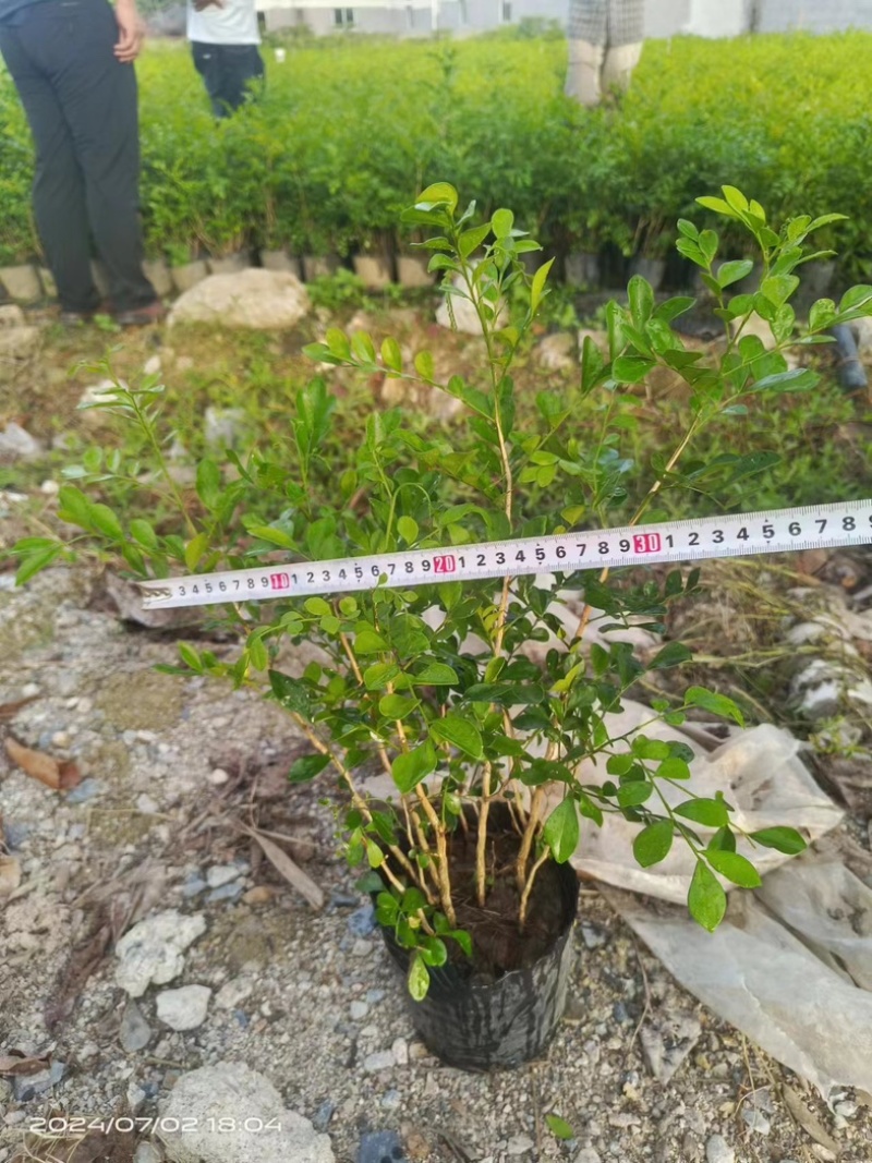 九里香小杯中杯产地直发质量保证欢迎老板来电咨询合作