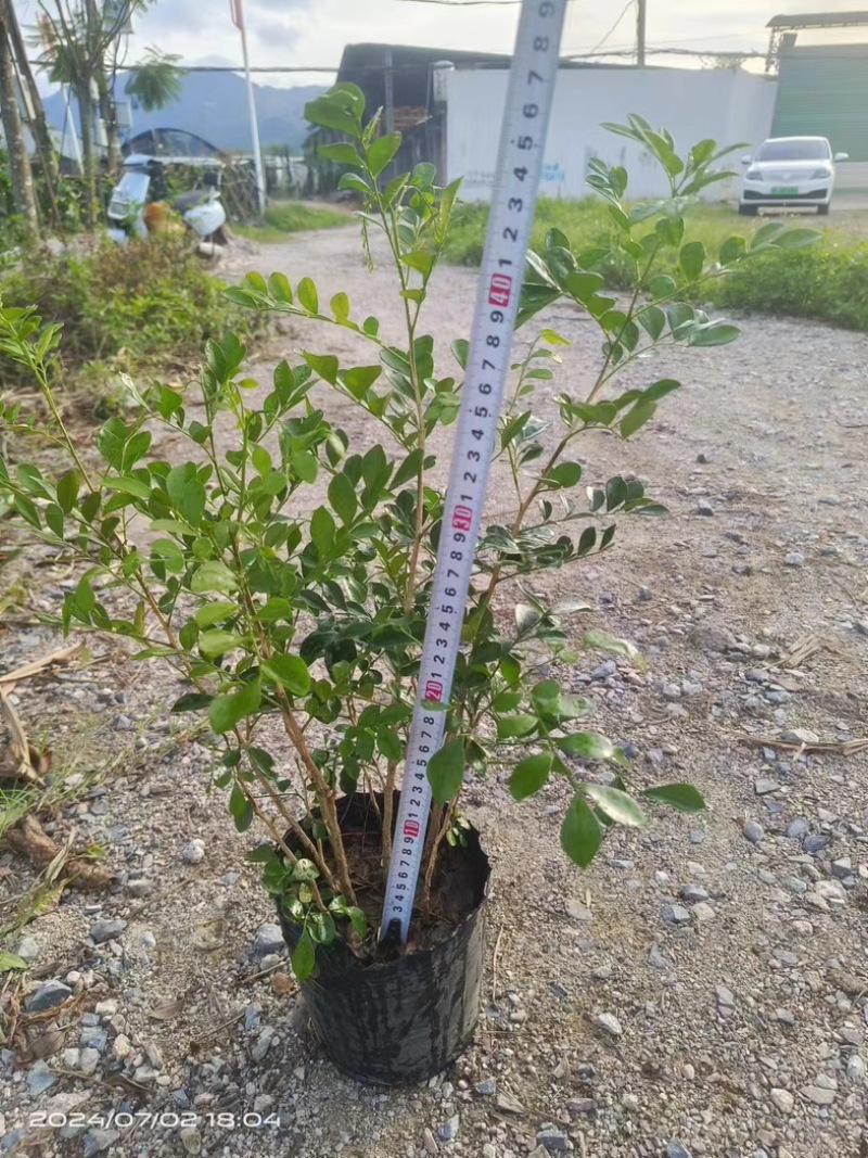 九里香小杯中杯产地直发质量保证欢迎老板来电咨询合作