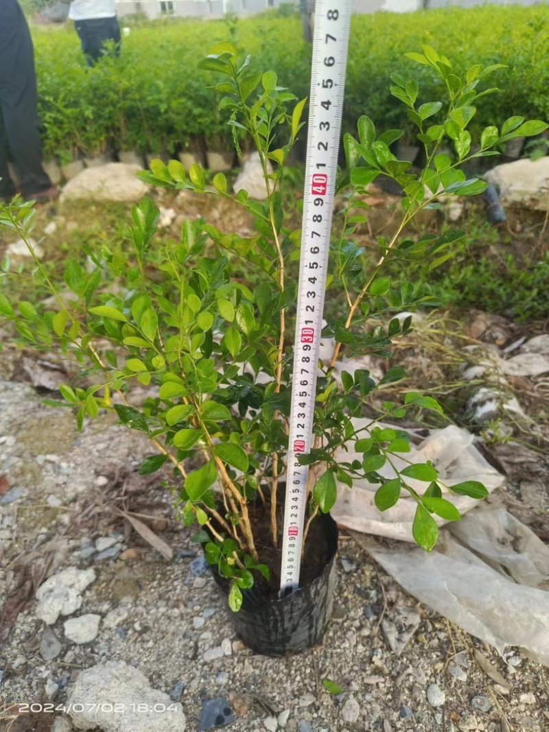九里香小杯中杯产地直发质量保证欢迎老板来电咨询合作