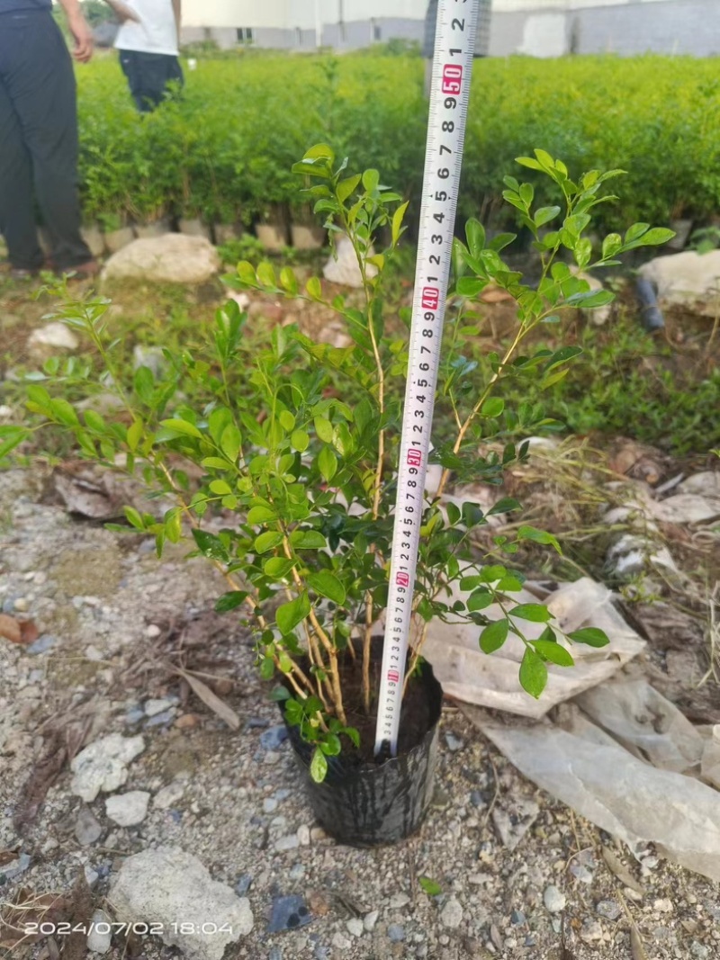 九里香小杯中杯产地直发质量保证欢迎老板来电咨询合作