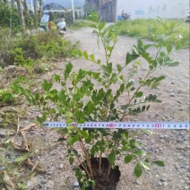 九里香小杯中杯产地直发质量保证欢迎老板来电咨询合作