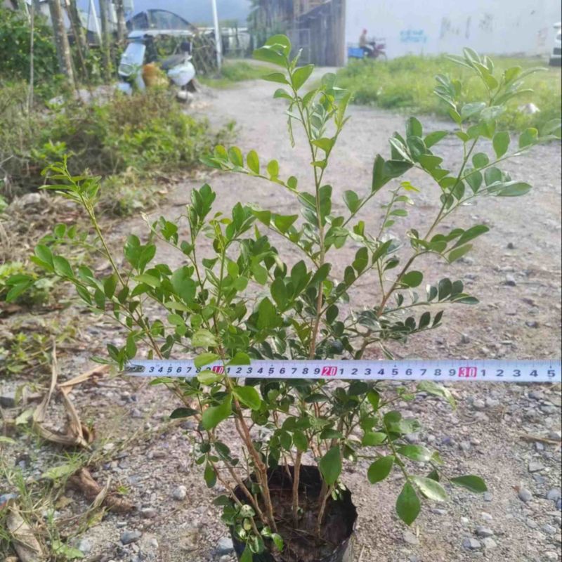 九里香小杯中杯产地直发质量保证欢迎老板来电咨询合作
