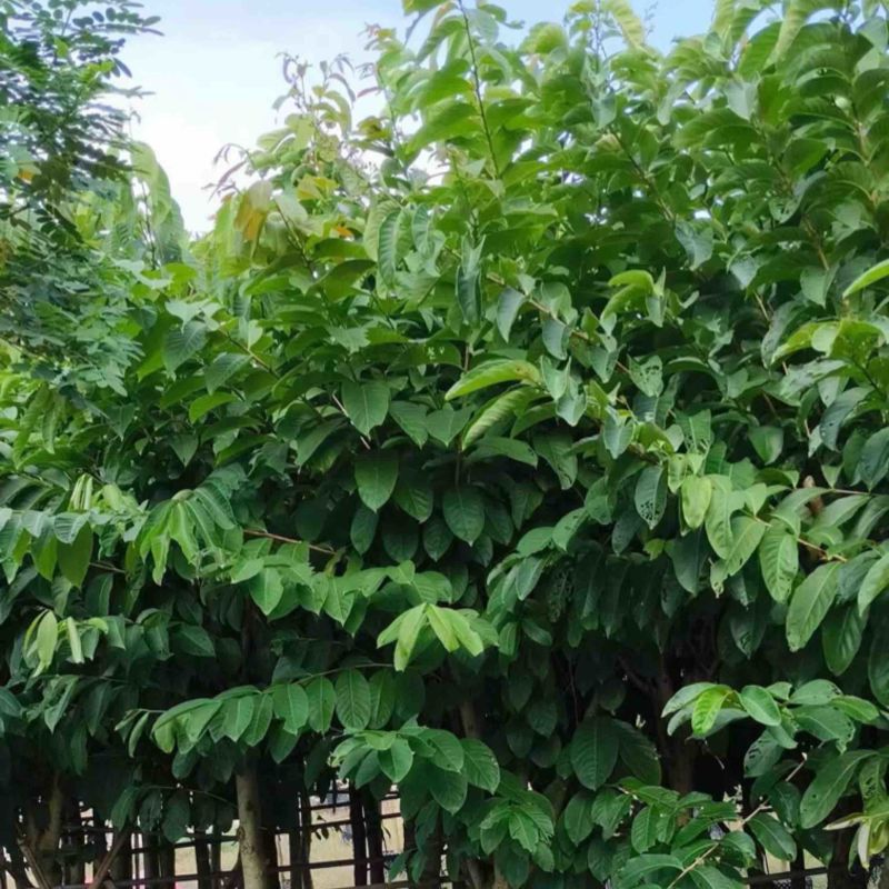 光杆骨架大叶紫薇5～15公分产地直发规格齐全质量保证