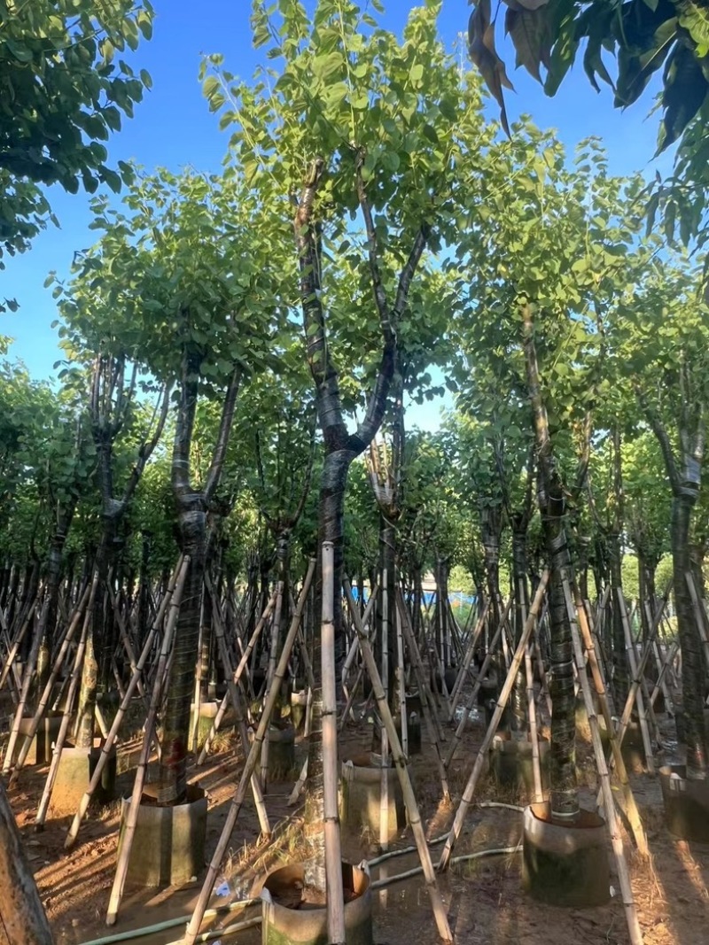骨架宫粉紫荆10～20公分产地直发规格齐全质量保证