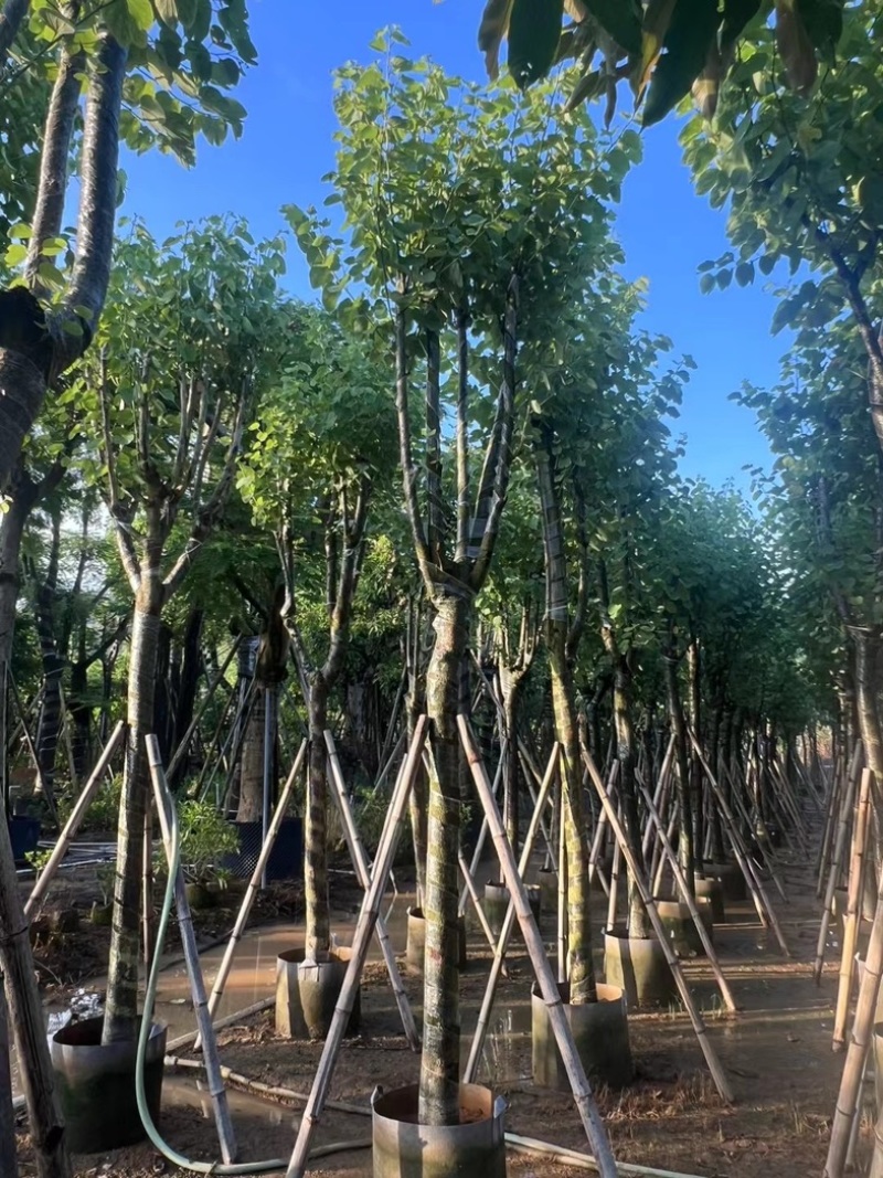 骨架宫粉紫荆10～20公分产地直发规格齐全质量保证