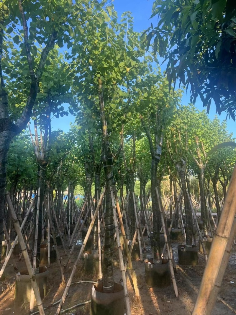 骨架宫粉紫荆10～20公分产地直发规格齐全质量保证