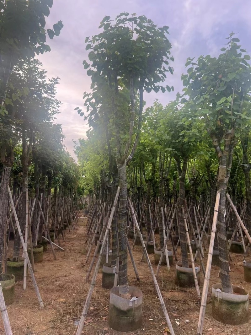 骨架宫粉紫荆10～20公分产地直发规格齐全质量保证