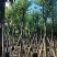 骨架宫粉紫荆10～20公分产地直发规格齐全质量保证