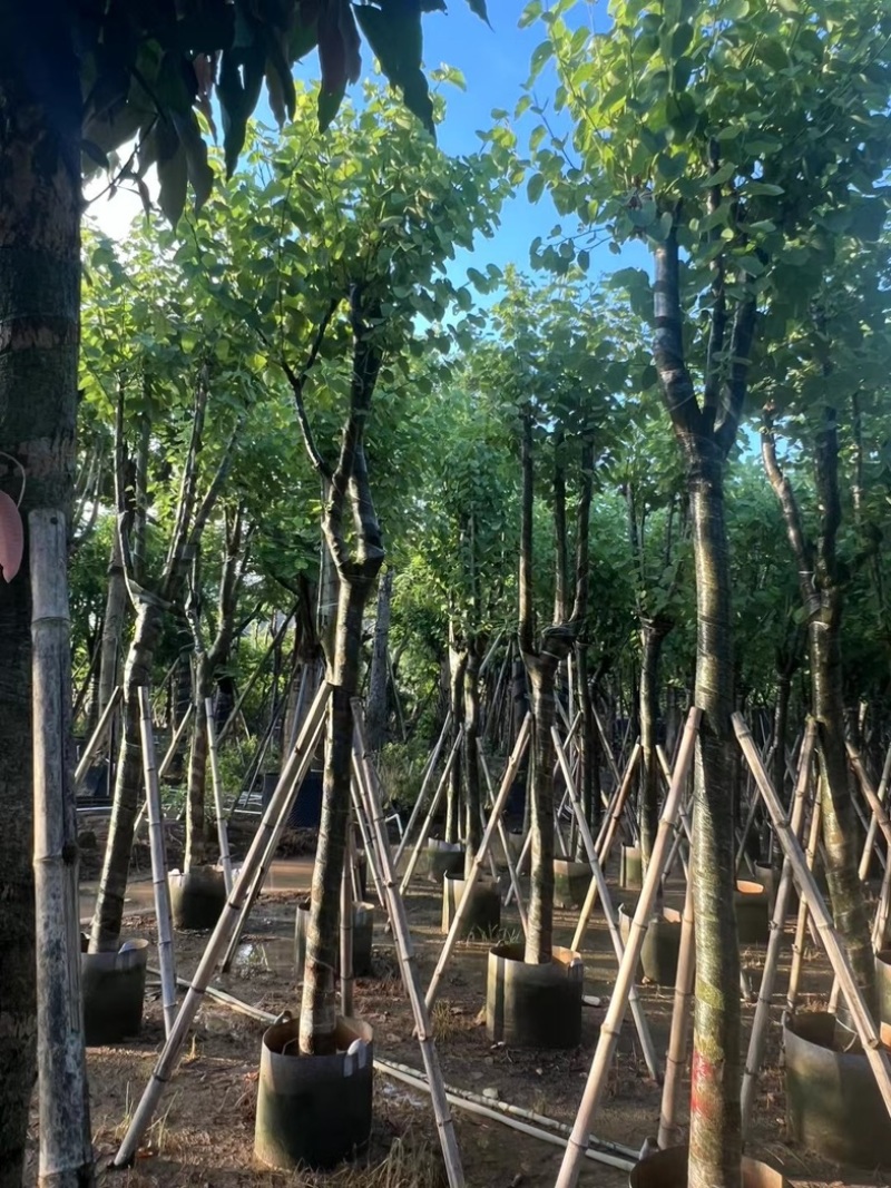 骨架宫粉紫荆10～20公分产地直发规格齐全质量保证
