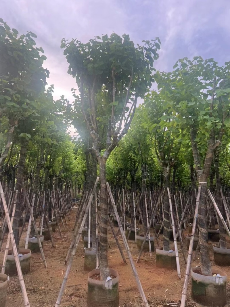 骨架宫粉紫荆10～20公分产地直发规格齐全质量保证
