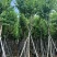 宫粉紫荆10～18公分产地直发规格齐全质量保证