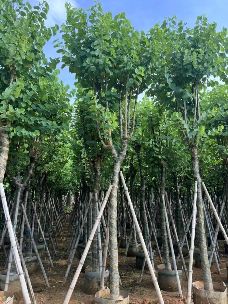 宫粉紫荆10～18公分产地直发规格齐全质量保证