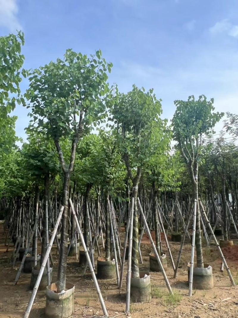 宫粉紫荆10～18公分产地直发规格齐全质量保证